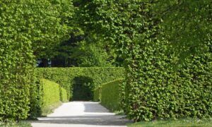 comment-et-quand-tailler-sa-haie