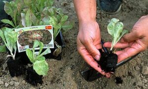 Idées d’aménagements paysagers dans le jardin