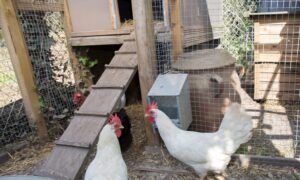 poulailler-poules