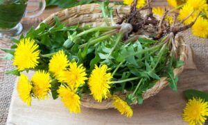 pissenlit_detox_plantes-medicinales