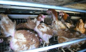 poules pondeuses