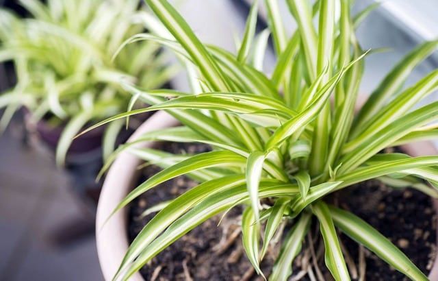 plante