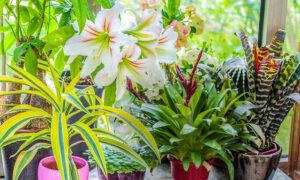 plantes