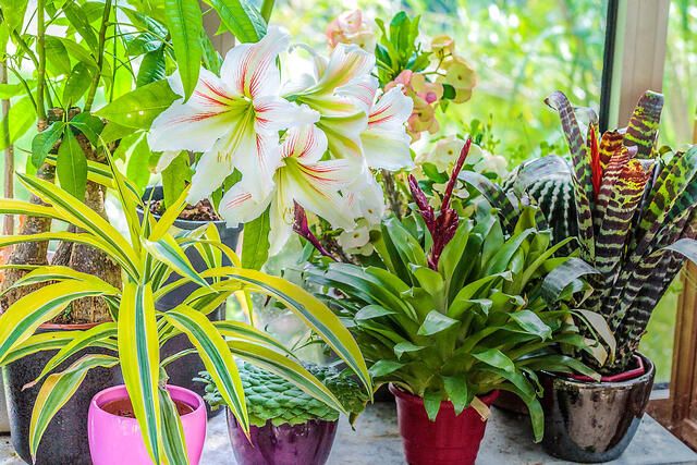 plantes