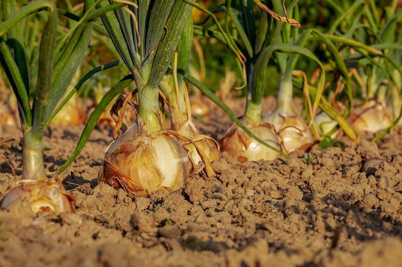 organisation potager