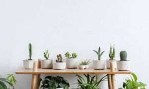 application entretien plante, application arrosage plantes