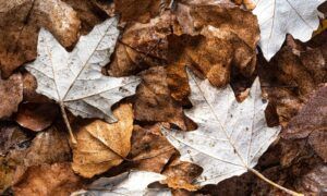 reutiliser-feuilles-mortes
