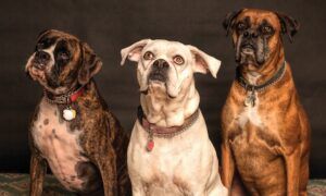 Comment les chiens de garde protègent votre maison contre les cambrioleurs Trois chiens boxer assis en studio
