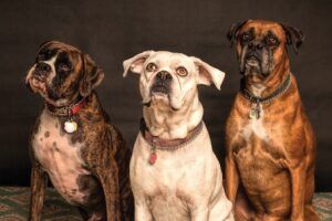 chiens