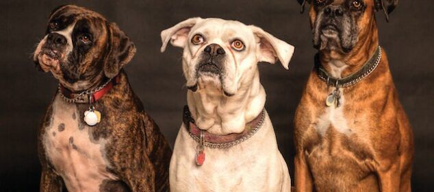 Trois chiens boxer assis en studio