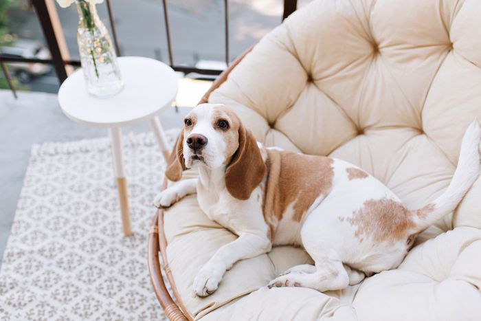 coin cosy chien couchage