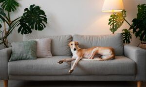 Comment créer un coin cosy et fonctionnel pour son chien ? Lévrier allongé sur canapé gris moderne
