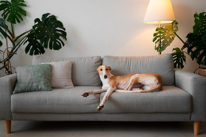 coin cosy chien piece installation