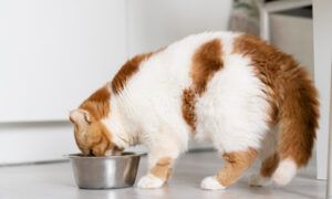Fontaine à eau ou gamelle pour le chat ? Chat roux et blanc mangeant dans une gamelle