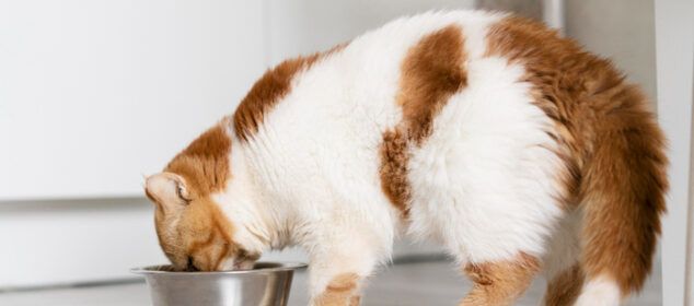 Chat roux et blanc mangeant dans une gamelle