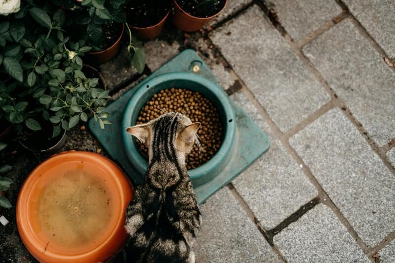 chat qui mange