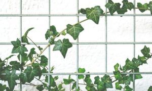 Créer un mur végétal intérieur : conseils et techniques Lierre vert grimpant sur grillage métallique