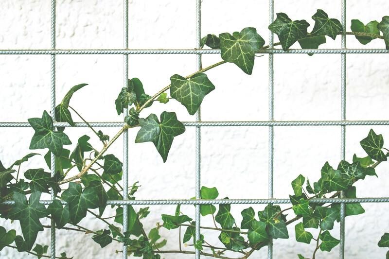 plante d'un mur végétal