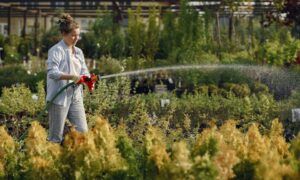 Enrouleurs de tuyau d'arrosage de 50 mètres : Performance et durabilité au rendez-vous Femme arrosant des plantes dans une pépinière