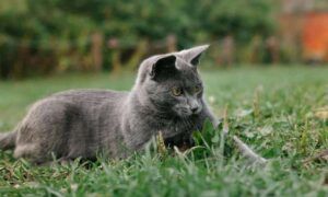 Chats extérieurs jardin : Comment favoriser une coexistence harmonieuse ? chat dans le jardin