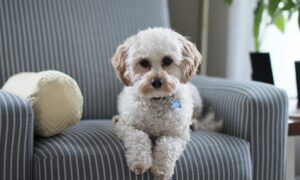 Aménager sa maison pour la santé de son chiot : le guide ultime Un petit chiot sur le fauteuil
