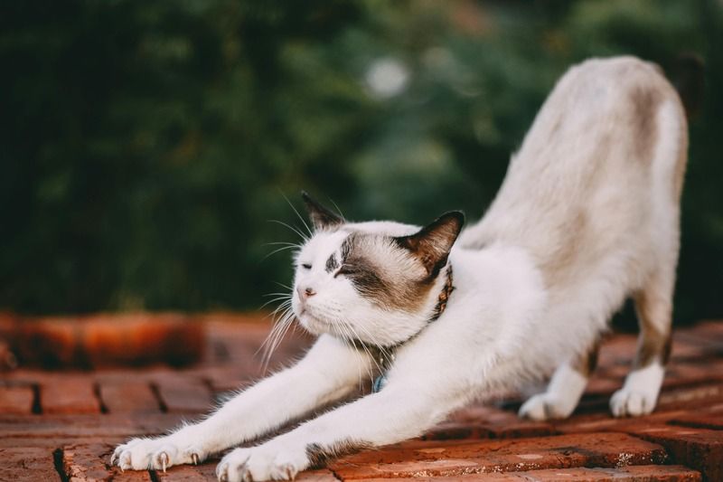 chat avec collier