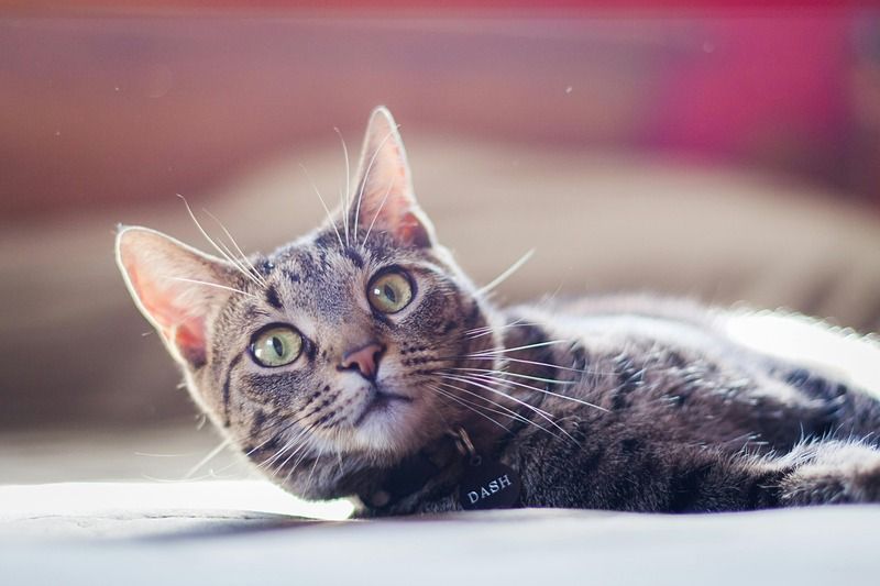 chat avec médaillon