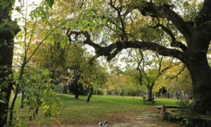 AirTag pour chat : Comment allier sécurité et style avec cet accessoire ? Parc arboré en automne avec chat