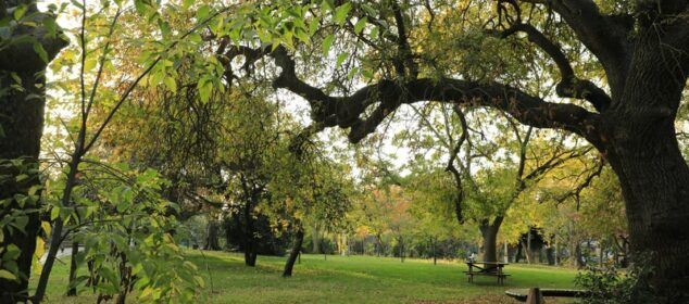 Parc arboré en automne avec chat