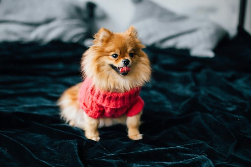 chihuahua avec un pull