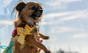 Comment assortir les vêtements et le harnais de son chihuahua ? Petit chien en robe jaune à pois
