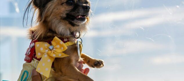 Petit chien en robe jaune à pois
