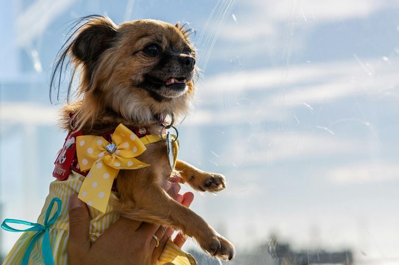 chihuahua stylé