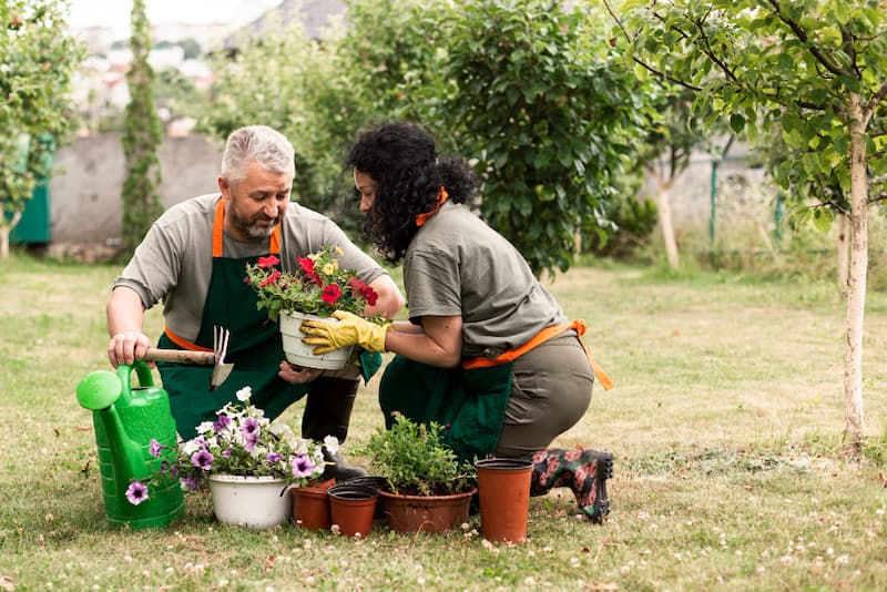 Plantation des jeunes plants