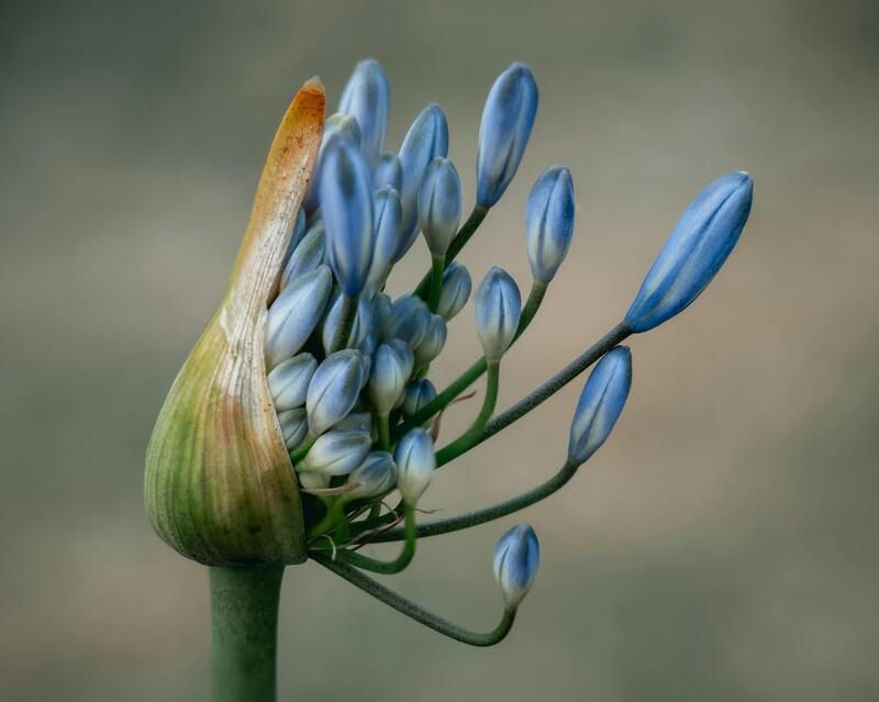 Agapanthe