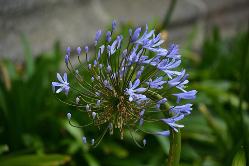 Agapanthes